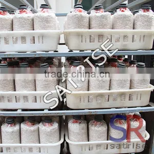 2016 Mushroom Plastic Crate With Lid For Bottles thumbnail-3