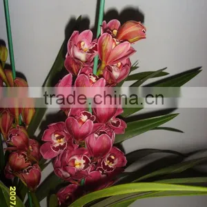 Cymbidium thumbnail-1