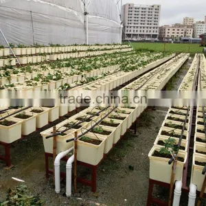 Greenhouse Dutch Bucket Hydroponic for Commercial thumbnail-1