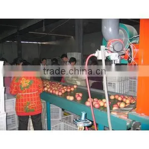 Fruit Washing Grading Machine/tomato Grade Line thumbnail-5