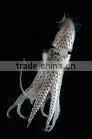 Illex Squid thumbnail-1
