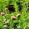 Turkesterone thumbnail-1