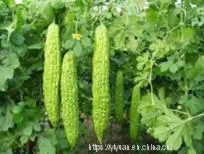 Anti-virus Disease High Yield Hybrid Long Bitter Melon Gourd Seeds No.76 thumbnail-1