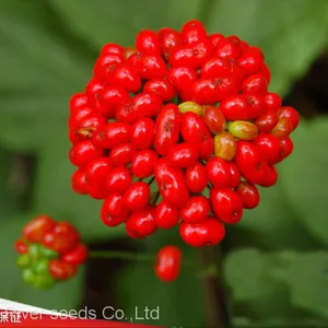 10g High Germination Korean Ginseng Seeds Sale With Good Price thumbnail-1