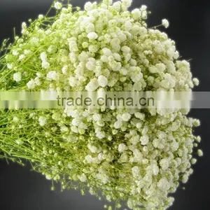 Colorful Hotsell Green Gypsophila thumbnail-3