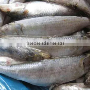 Frozen Sardine Fish Canned Sardine Sardinella Longiceps From Pacific Ocean thumbnail-4