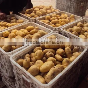 Fresh Yellow Potato From New Crop ( China Origin) thumbnail-5