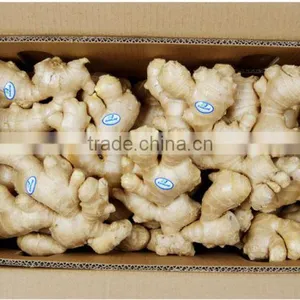New Crop Fresh Ginger and Garlic thumbnail-1