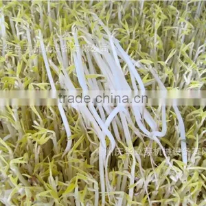 New Brand Bean Sprout Making Machine thumbnail-5