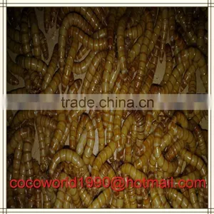 Mealworms in Food/mealworms for Human Consumption/live Mealworms for Sale thumbnail-3