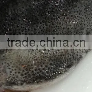 Lumpfish Cyclopterus Lumpus WR thumbnail-1
