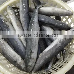 Frozen Fresh King Fish thumbnail-1