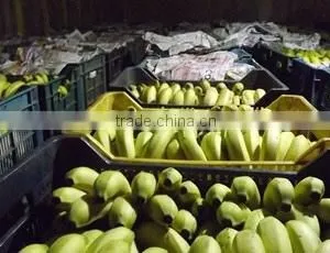 Bananas From Philippines thumbnail-2