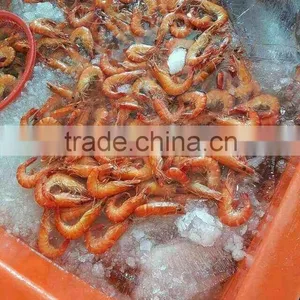 Tiger Prawn Cooked HOSO thumbnail-1