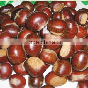 2013 Chinese Chestnut thumbnail-1