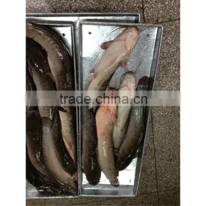 Frozen Bulk Catfish Fillet From China thumbnail-1