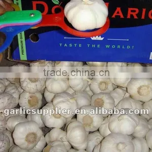 Snow White Garlic New Crop thumbnail-2