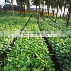 GMO Arabica Coffee Bean Price thumbnail-4