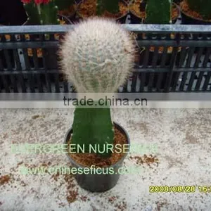 Notocactus Scopa Var.ruberrimus thumbnail-1