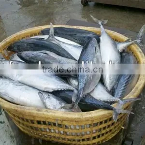Sea Frozen 1000+ Bonito Tuna thumbnail-1