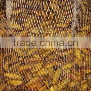 Frozen Silkworm Worm For Market thumbnail-2