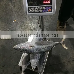 Fish Bonito Tuna Frozen Eastern Little Tuna 750G+ for Sale thumbnail-5