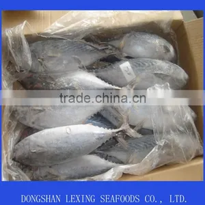 Frozen Bonito Tuna thumbnail-1