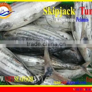 FROZEN SKIPJACK TUNA W/R thumbnail-1
