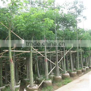 Chorisia Speciosa Tropical Ornamental Tree thumbnail-2