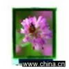 Sell 2.4-Inch TFT LCD Module (240 x 320) thumbnail-1