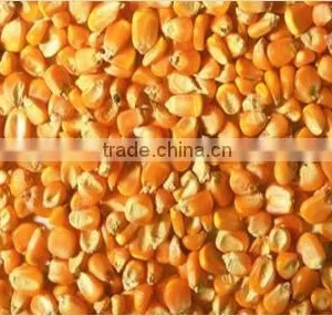 Yellow Corn thumbnail-1