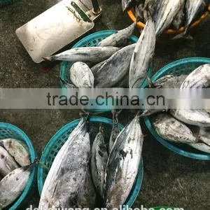Frozen Skipjack Tuna From Chinese Manufacture With Size 300 - 750 g + thumbnail-3