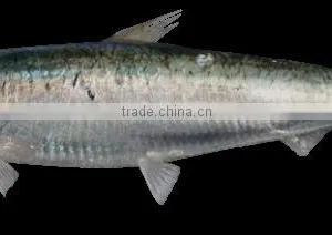WR Frozen Sardines thumbnail-1