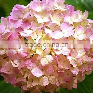 Beautiful New Products Pink Natural Hydrangea Flower thumbnail-5