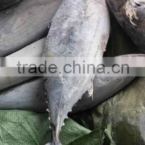 Whole Round 1000g up Frozen Belted Bonito Sarda Orientalis Tuna Fish thumbnail-4