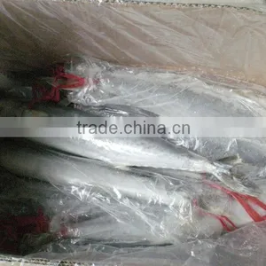 Frozen Spanish Mackerel for Sale or Scomberomorus Niphonius thumbnail-6