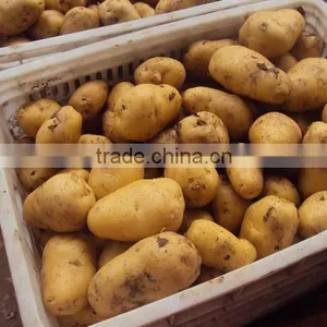 Fresh Yellow Potato From New Crop ( China Origin) thumbnail-4