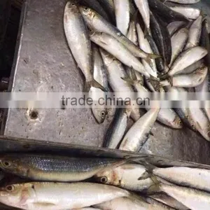 Bait Sardines From Chinese Factory thumbnail-4