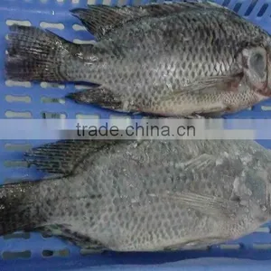 Wholesale Food Price Frozen Tilapia Whole Tilapia Fish thumbnail-2