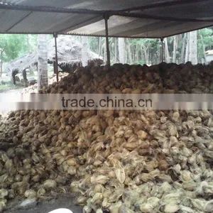 Matured Coconuts thumbnail-1