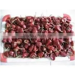 Round Red Chilles From Paramakudi thumbnail-2