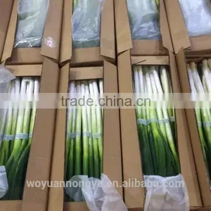 Green Onion thumbnail-1