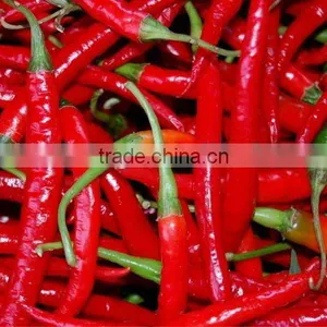 Supply Dried Red Chilli of 2012 Export Hot Now thumbnail-1
