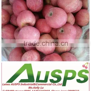 China Red Mature Fuji Apple Supplier thumbnail-1