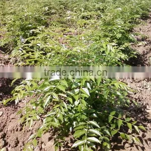 Kerala Curry Leaves thumbnail-1