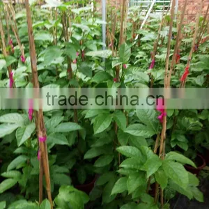 Passiflora Edulis Sims Seedling thumbnail-4