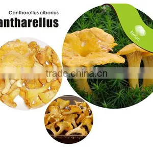 Whole Fresh Cantharellus Cibarius Professional Supplier thumbnail-3