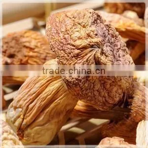 Matsutake Mushroom thumbnail-4