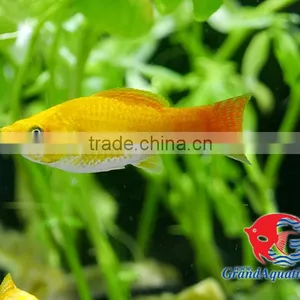Snow White Sailfin Molly Fish for Freshwater Aquarium Tank thumbnail-4