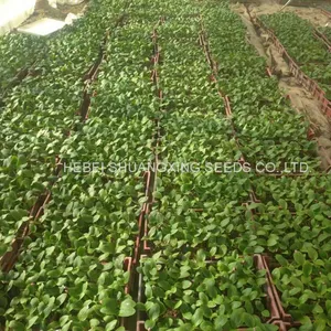 Jinzhu No. 2 Chinese Yellow Skin Hybrid Squash/zucchini Seeds thumbnail-4